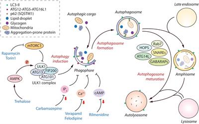 Biomedical Implications of Autophagy in Macromolecule Storage Disorders